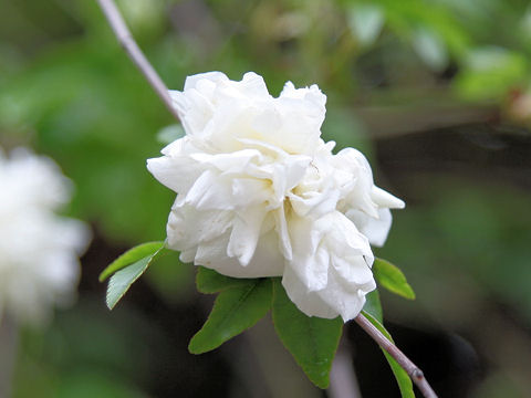 Rosa banksiae