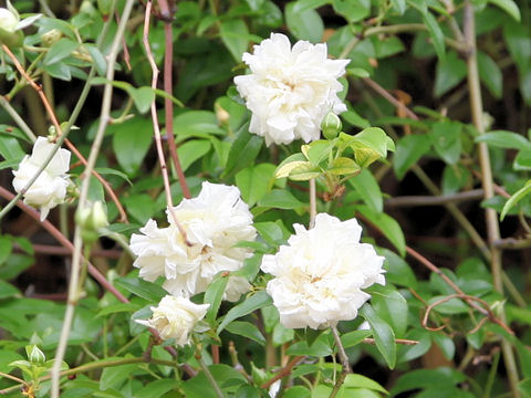 Rosa banksiae