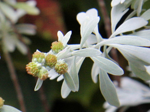 Crossostephium chinense