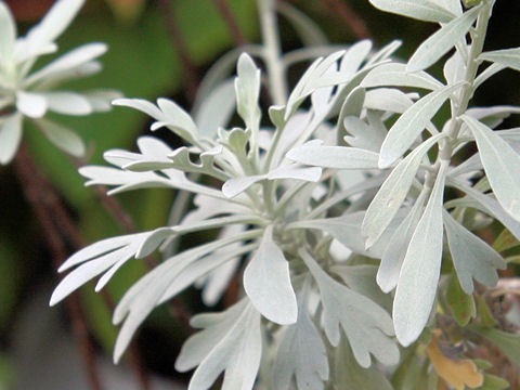 Crossostephium chinense