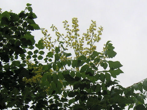 Koelreuteria paniculata