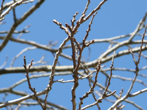 Koelreuteria paniculata