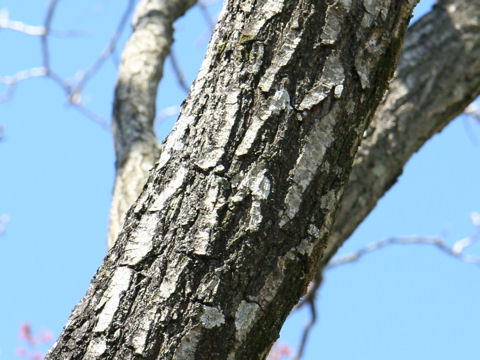 Koelreuteria paniculata