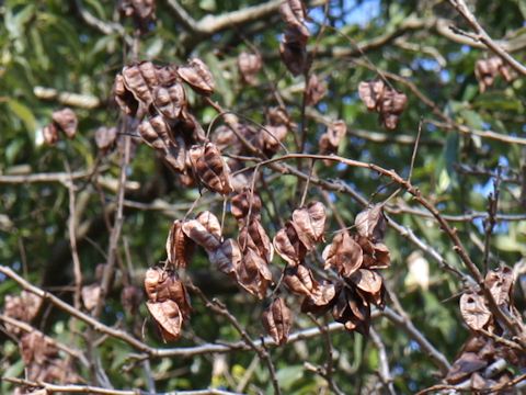 Koelreuteria paniculata