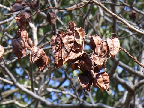 Koelreuteria paniculata