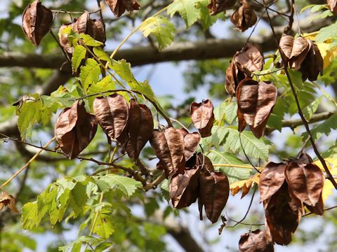 Koelreuteria paniculata