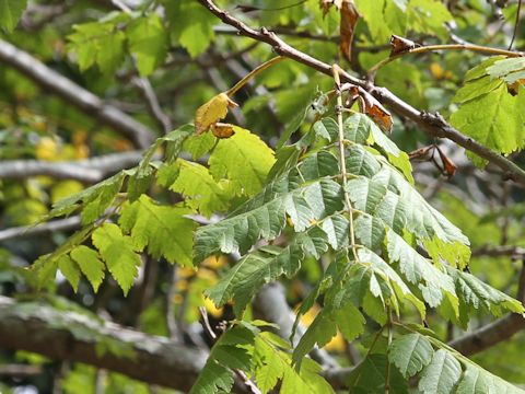 Koelreuteria paniculata