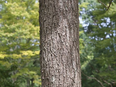 Koelreuteria paniculata