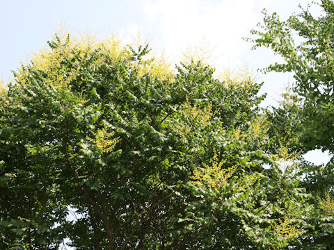 Koelreuteria paniculata