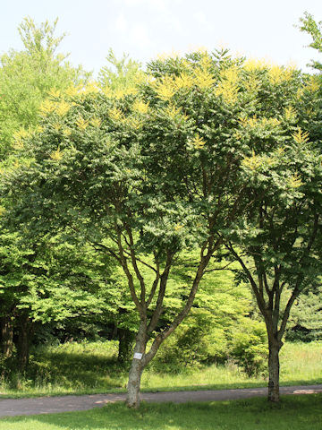 Koelreuteria paniculata