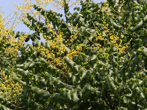 Koelreuteria paniculata