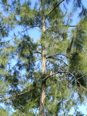 Casuarina stricta