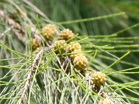 Casuarina stricta