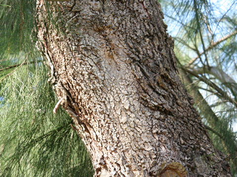 Casuarina stricta