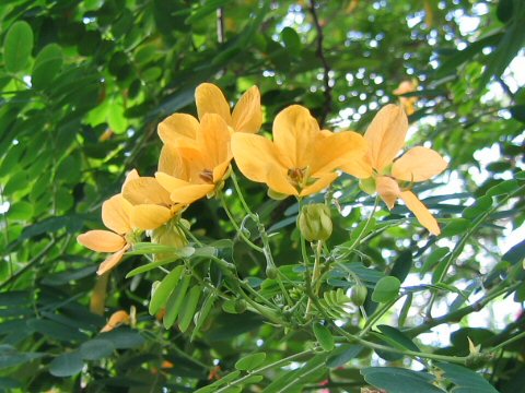 Cassia surattensis