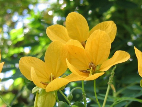 Cassia surattensis