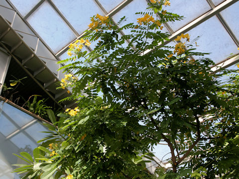 Cassia surattensis