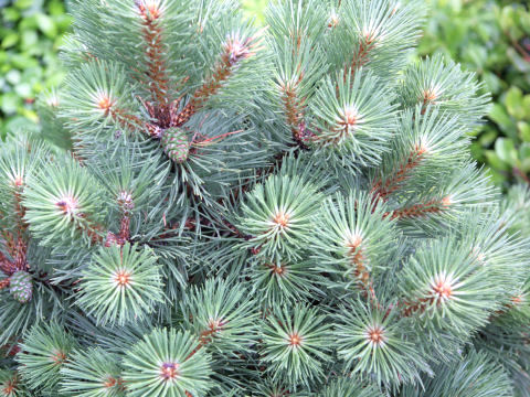 Pinus mugo