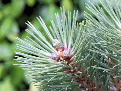 Pinus mugo