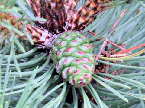 Pinus mugo