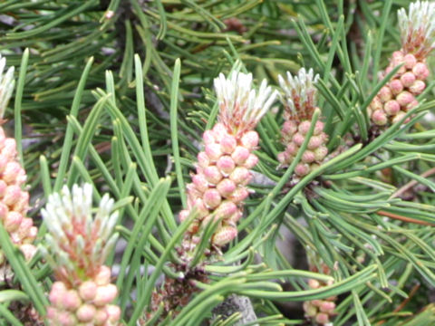 Pinus mugo