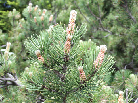 Pinus mugo