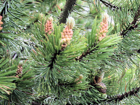 Pinus mugo