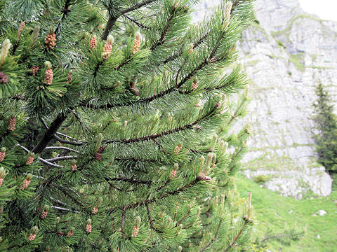 Pinus mugo