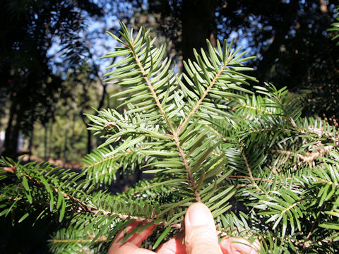 モミ (Abies firma) モミ (Abies firma)