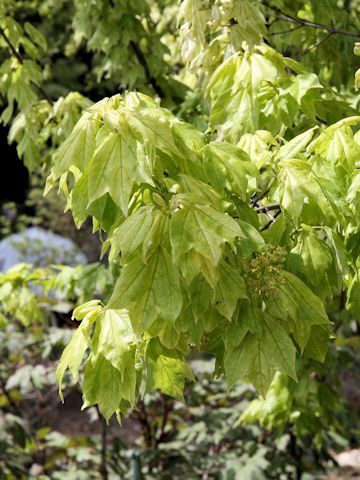 Acer cappadocicum