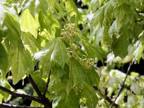 Acer cappadocicum