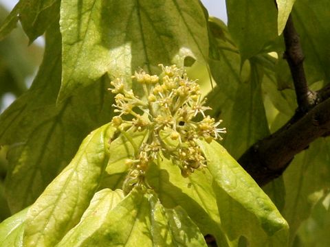 Acer cappadocicum