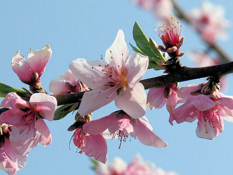 Prunus persica