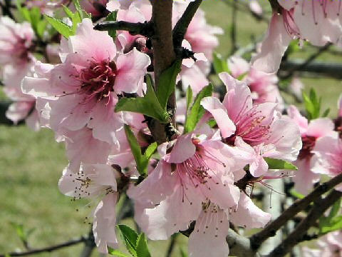 Prunus persica