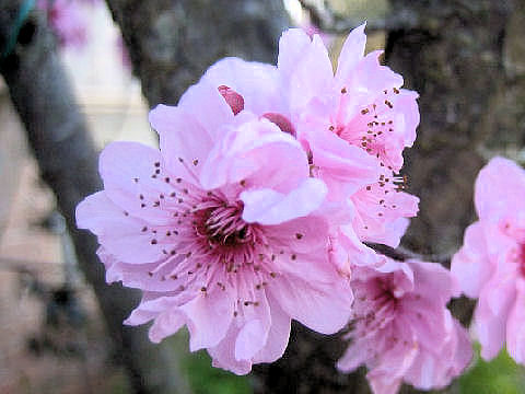 Prunus persica