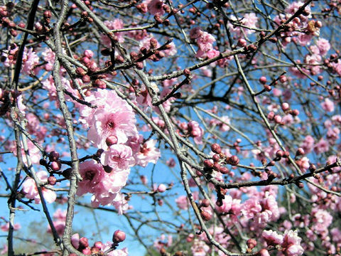 Prunus persica