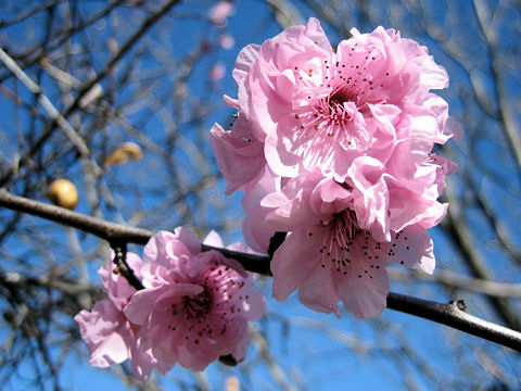 Prunus persica