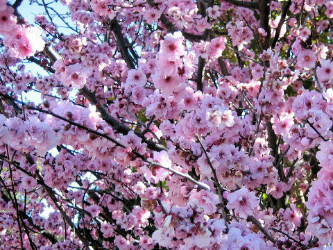 Prunus persica