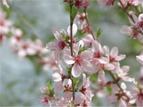 Prunus persica