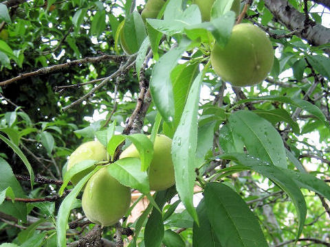 Prunus persica