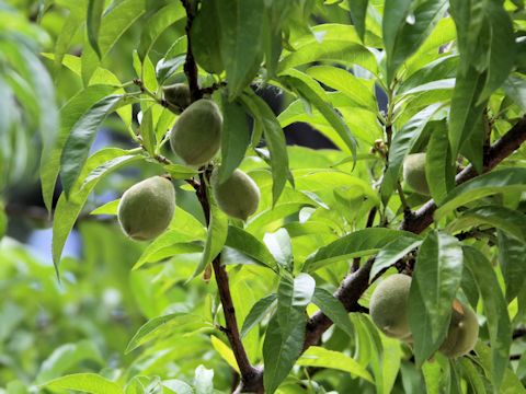 Prunus persica