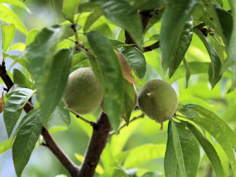 Prunus persica