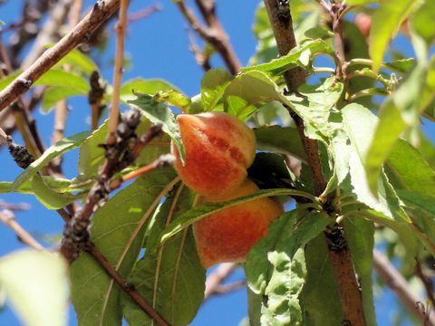 Prunus persica