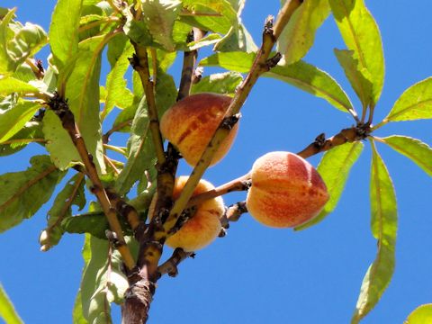 Prunus persica