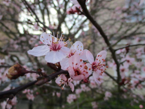 Prunus persica