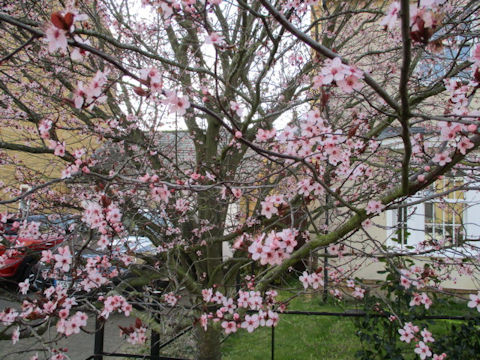 Prunus persica