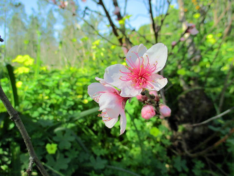 Prunus persica