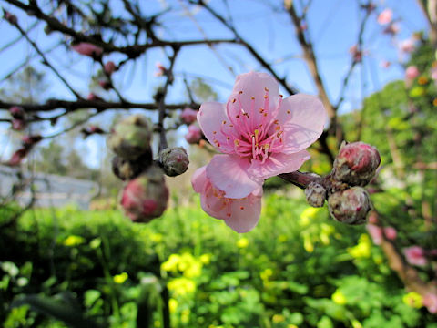 Prunus persica