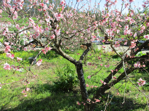 Prunus persica