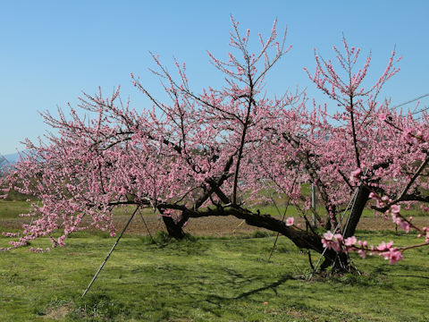 Prunus persica